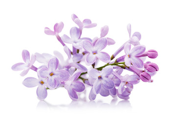Fototapeta na wymiar Branch of lilac close-up isolated on white background