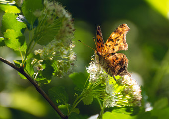 question mark butterfly on white flowers of a ninebark bush