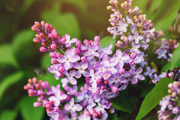 Branch of blooming lilac closeup