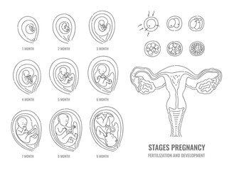 Pregnancy stages with process of fertilization and development of embryo in line hand drawn style isolated on white background - vector illustration of mitosis and fetal growth cycle.