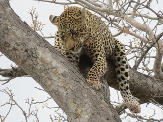 Leopard sleeping in a precarious position in a tree