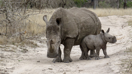 How cute is a baby rhinoceros and it's mom?