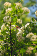 question mark butterfly on white flowers of a ninebark bush