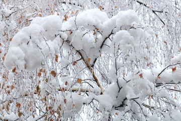 Tree birch branches under snow