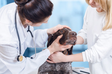 A vet is examining the dog's eyes.