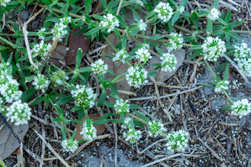 Shrubby false buttonweed (Spermacoce verticillata) - Pine Island Ridge Natural Area, Davie, Florida, USA