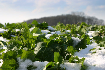 Rapspflanzen im Winter