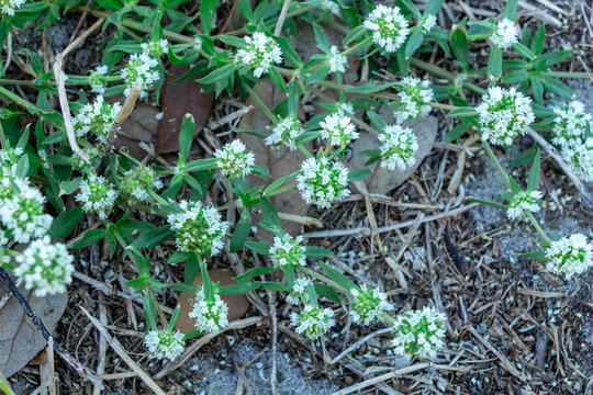 Shrubby false buttonweed (Spermacoce verticillata) - Pine Island Ridge Natural Area, Davie, Florida, USA