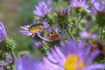 caterpillar on pink flower