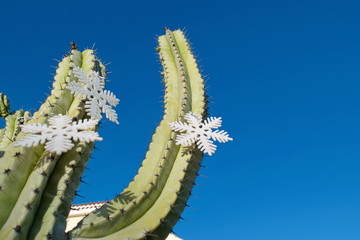Green cactus with Christmas decorations against a clean blue sky