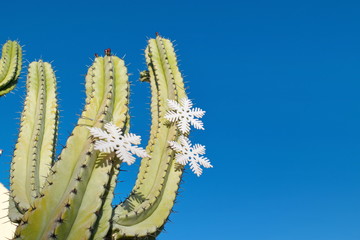 Green cactus with Christmas decorations against a clean blue sky
