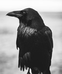 Raven Crow