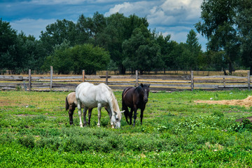 Horse family eat on summer field day nature