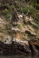 A nesting colony of Spotted shags on a rocky cliff in Kenepuru Sound, Marlborough Sounds, New Zealand.