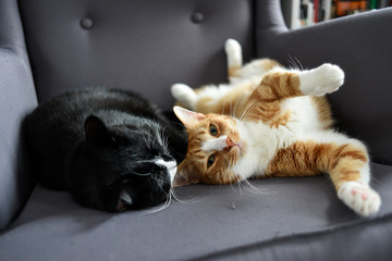 Two cats cuddling together on a chair at home.