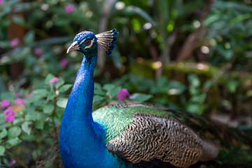 Obraz premium Peacock close