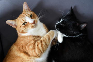 Obraz premium Two cats cuddling together on a chair at home.