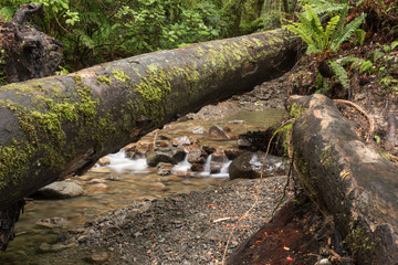 A log fallen across a small stream on the Holdsworth Lookout Track hiking trail in the Tararua...