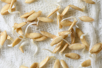 Sprouted seeds of cucumbers on white gauze fabric close-up