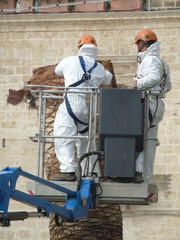 Operai al lavoro mentre segano un albero di palma a Bari. Sud Italia