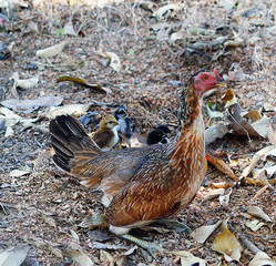 Jungle fowl and Wild chicks  in the forest