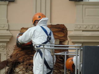 Operai al lavoro mentre segano un albero di palma a Bari. Sud Italia