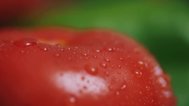 Close up water splash on tomato shooting red vegetable diet healthy vegetarian summer break fresh slow motion