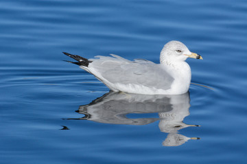 Ring billed gull bird or larus delawarensis swimming in blue lake with reflection