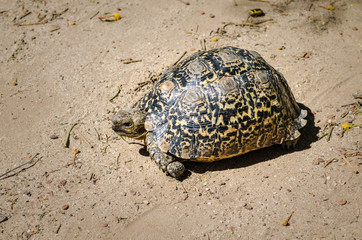 tortoise on ground