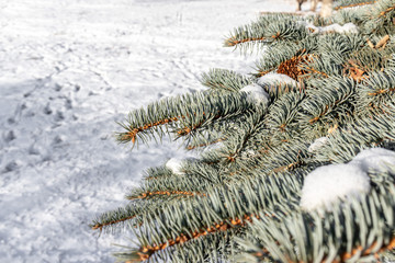 Naklejka na ściany i meble Winter fir branches in snow on sunny day close up with copy space