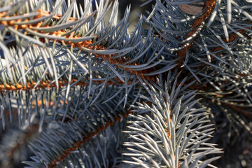 Winter fir branches in snow on sunny day close up