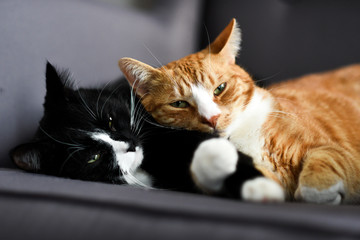 Two cats cuddling together on a chair at home.