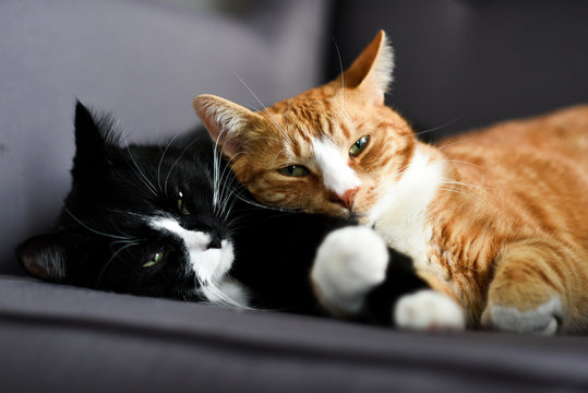 Two Cats Cuddling Together On A Chair At Home.