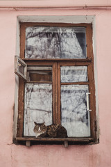 Cat sitting on a window of old house