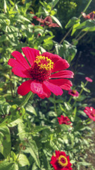 Flor roja