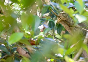 Brown-Throated Sloth (Bradypus variegatus)