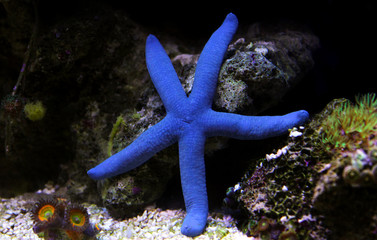 Blue Sea Star - (Linckia laevigata) 