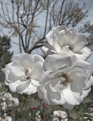 Rose-White