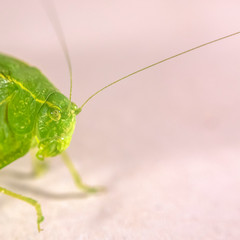 A bright green bush cricket or Tettigoniidae