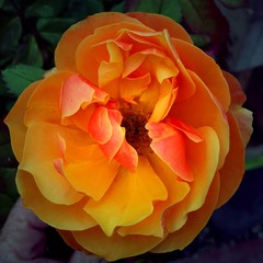 Rose-Orange