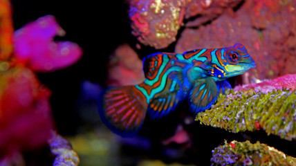 Mandarin fish
(Synchiropus splendidus) 