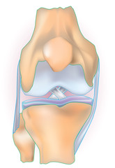 Simple human knee joint anatomy vector illustration in white background with cartilage, bone, ligament and tendon interface. Front view showing connector muscles in musculoskeletal joints.