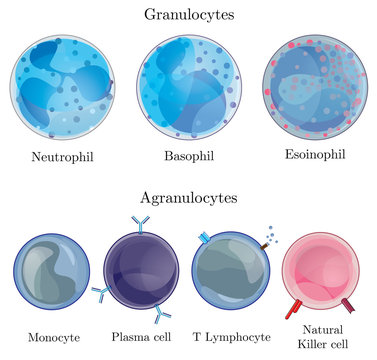 Illustration showing granulocytes and agranulocytes in human circulatory system (white blood cells). Immune cell army is the immune system that protects human body against infection and pathogens.