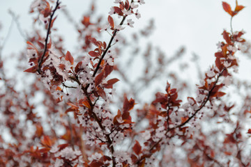 Spring Blossoms With Leaves