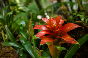 Fototapeta premium Red Flower