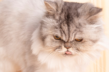 Naklejka na ściany i meble White gray Persian cat with expressive golden eyes.