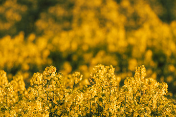 Close Up Shallow Depth Of Field Canola Flowers