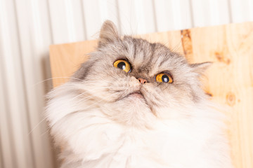 White gray Persian cat with expressive golden eyes.