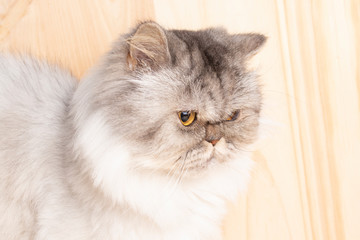 White gray Persian cat with expressive golden eyes.