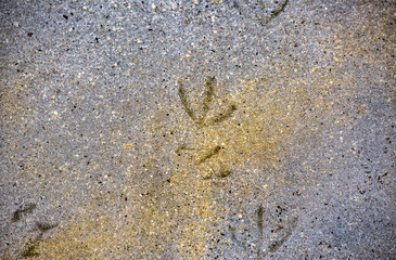 Bird tracks on the shore of the Great Salt Lake